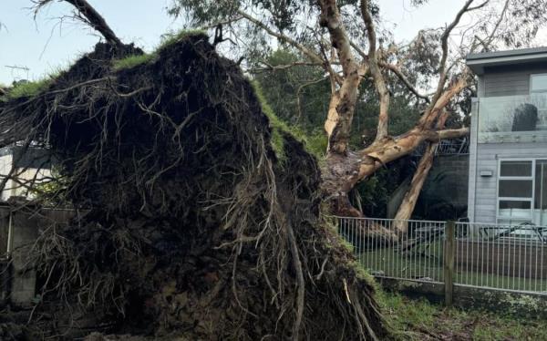 A couple in Meadowbank are furious after a tree that have pleaded with Auckland Council to have removed was ripped out of the ground in a fierce storm on the night on 29 May, ending up on their house.</p>

<p>　　Photos supplied via NZH - single use only.
