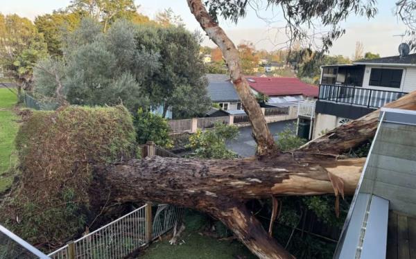 A couple in Meadowbank are furious after a tree that have pleaded with Auckland Council to have removed was ripped out of the ground in a fierce storm on the night on 29 May, ending up on their house.</p>

<p>　　Photos supplied via NZH - single use only.