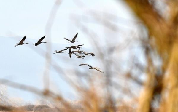 Common cranes at the Senianske Rybníky lakes.