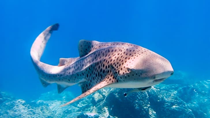 Rare close-up encounter with Endangered Species Zebra Shark. 