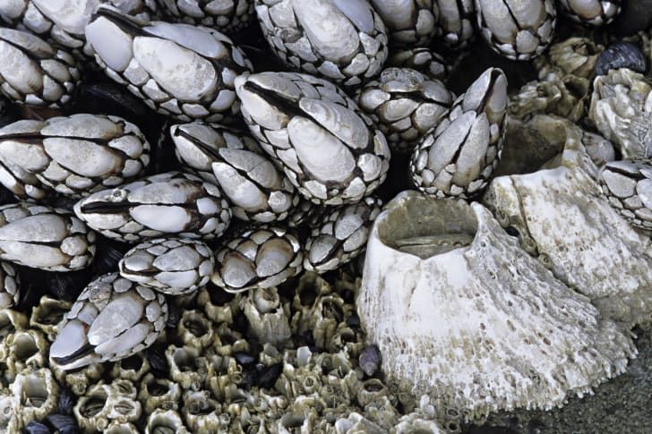 Gooseneck Barnacles, Pollicipes polymerus, and Acorn Barnacles, Balanus glandula,