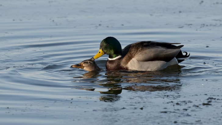 Mallards (Anas platyrhynchos) mating